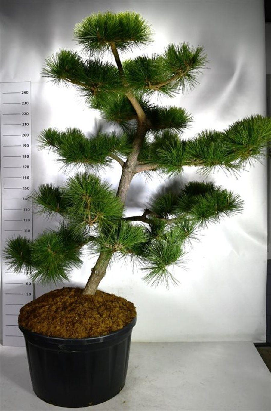 Pinus thunbergii 'Thunderhead' - 200-225 CM Bonsai Cont.